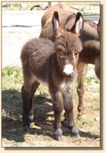 The Cisco Kid, red/brown gelding prospect