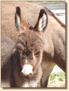 The Cisco Kid, red/brown gelding prospect