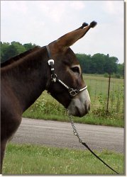 Confederate Clem, gelding, July 21, 2002