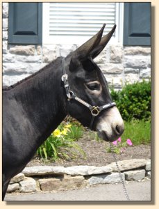 Click photo of miniature donkey to enlarge image