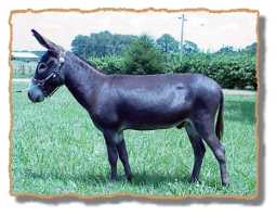 Dolby, miniature donkey gelding (8652 bytes)