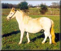 miniature horse Dream 'N Blue