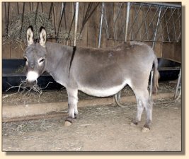 Click photo of miniature donkey to enlarge image