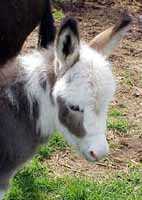 Miniature Donkey Hardy (5710 bytes)