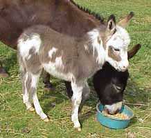 Miniature Donkey Hardy (8086 bytes)