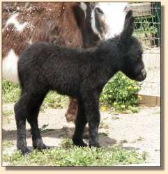 Half Ass Acres Hula Hoop ~ Black Jennet 6 hours old!