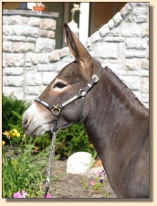 Click photo of miniature donkey to enlarge image