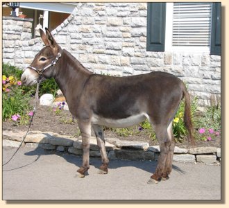 Click photo of miniature donkey to enlarge image