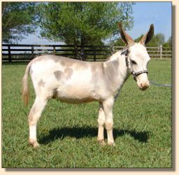 miniature donkey