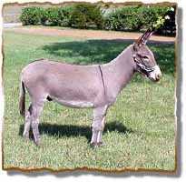 Miniature Donkey Gelding, Lightning (8425  bytes)