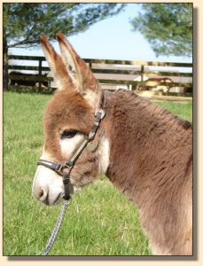 Click photo of miniature donkey to enlarge image