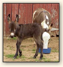 HAA Mahogany Mojo, chocolate brown miniature donkey jack!!