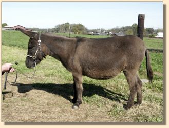 miniature donkey for sale