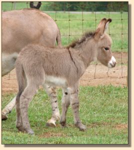 A Walk in the Park, aka Parker, miniature donkey gelding prospect