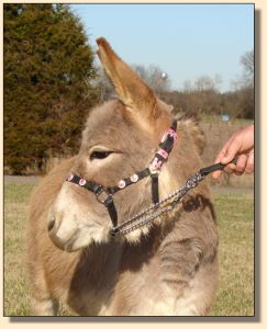 Click photo of miniature donkey to enlarge image