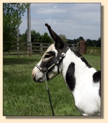 MGF Primero, Black & White Spotted Miniature Donkey Herd Sire