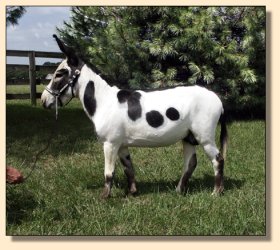 MGF Primero, black and white miniature donkey herd sire