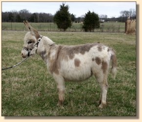 Unnamed Spotted Yearling Jennet