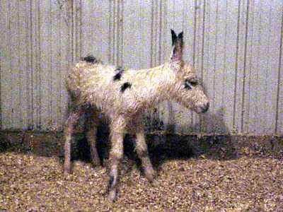 Birth of miniature donkey black & white spotted jack!!