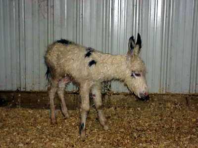 Birth of miniature donkey black & white spotted jack!!