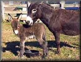 miniature donkey Half Ass Acres Sammy