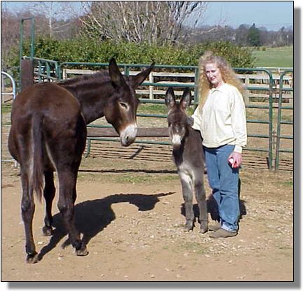 Half Ass Acres Soggy Bottom Boy, Champion Donkey!!