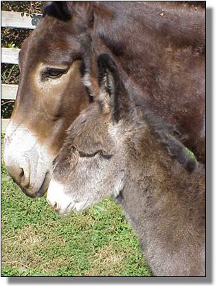 Half Ass Acres Soggy Bottom Boy, Champion Donkey!!