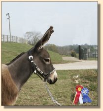 Click photo of miniature donkey to enlarge image