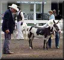 miniature donkey Alanis