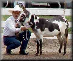 miniature donkey Alanis