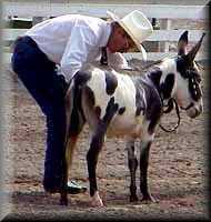 miniature donkey Alanis