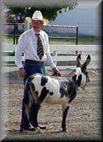 miniature donkey Alanis