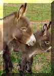 Miniature Donkeys Dixie Chick's birth