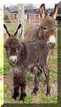 Miniature Donkeys Dixie Chick's birth