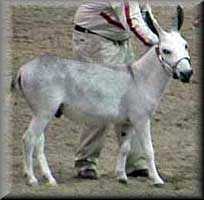 miniature donkey El Nino