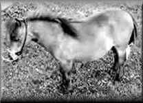 miniature horse Goody Two Shoes