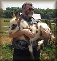 miniature donkey spotted jack