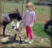 miniature donkey spotted jack