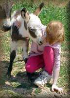 miniature donkey spotted jack