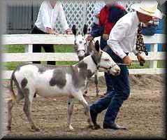 miniature donkey Monty